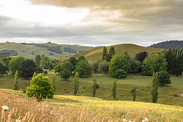 Image showing typical rural landscape in New Zealand