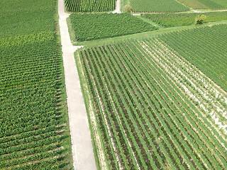 Image showing aerial view of a vineyard in Breisgau, Germany