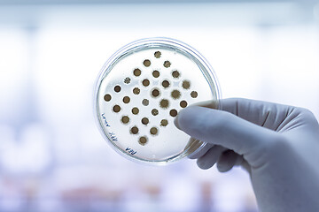 Image showing Scientist growing bacteria in petri dishes on agar gel as a part of scientific experiment.