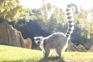 Image showing Ring tailed lemur on meadow illuminated by afternoon sun