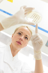 Image showing Scientist growing bacteria in petri dishes on agar gel as a part of scientific experiment.