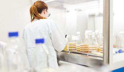 Image showing Female scientist working with bacteria in laminar flow at corona virus vaccine development laboratory research facility.