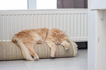 Image showing Red cat sleeps on rolled-up roll mat near radiator