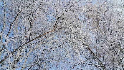 Image showing Branches of birch trees covered with snow and hoarfrost