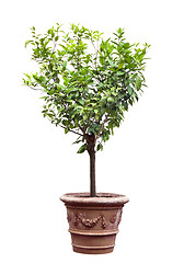 Image showing Tree in a pot isolated
