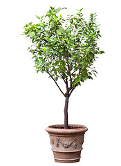 Image showing Tree in a pot isolated