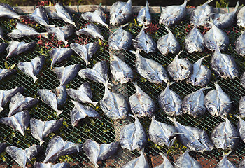 Image showing Fish dried on sun
