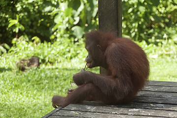 Image showing Borneo-Orang-Utan