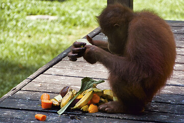 Image showing Borneo-Orang-Utan