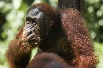 Image showing Borneo-Orang-Utan