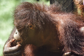 Image showing Borneo-Orang-Utan