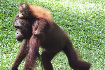 Image showing Borneo-Orang-Utan