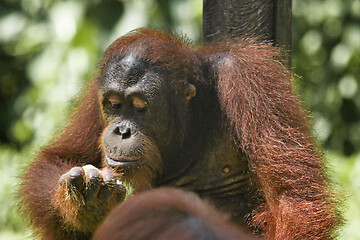 Image showing Borneo-Orang-Utan