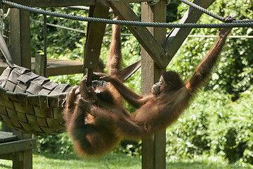 Image showing Borneo-Orang-Utan