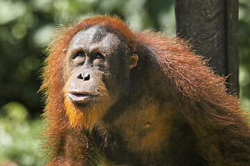 Image showing Borneo-Orang-Utan