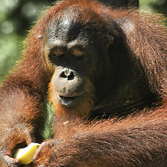 Image showing Borneo-Orang-Utan