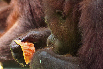 Image showing Borneo-Orang-Utan