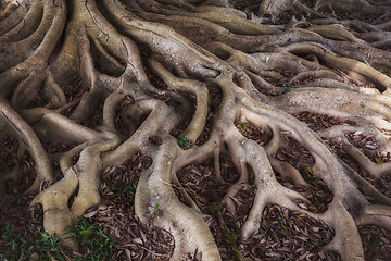 Image showing Old mystery roots in forest