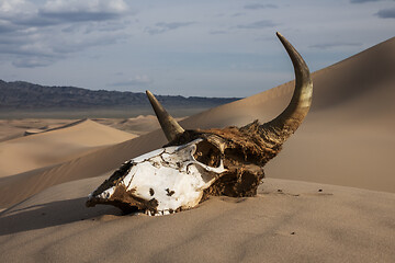 Image showing Bull skull in the sand desert at sunset