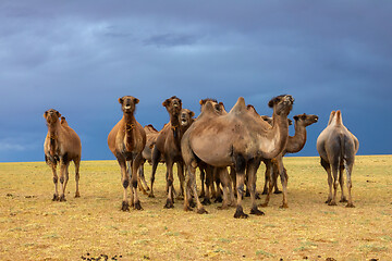 Image showing Group camels in steppe and storm sky