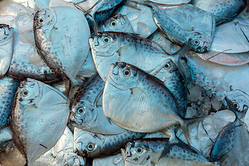 Image showing Razor moonfish (mene maculata) raw fish