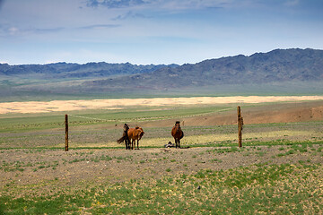 Image showing Mongolian horses tied on rope holder