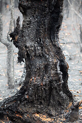 Image showing Burnt remains after bush fire