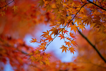 Image showing Autumn leaves vibrant red and orange background or banner