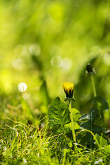 Image showing Dandelion in grass