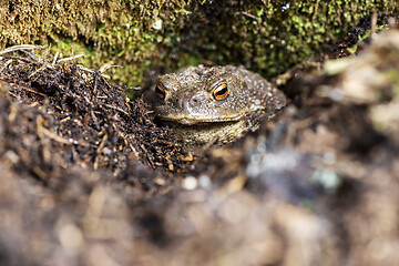 Image showing A toad