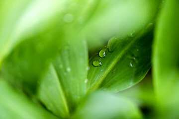 Image showing Lily of the valley leaf