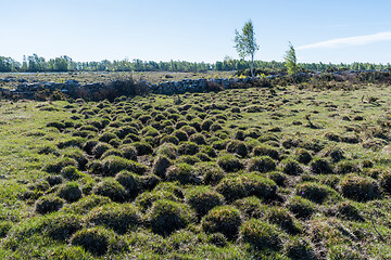 Image showing Tufted wetland in spring season