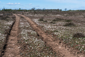 Image showing Winding dirt road with growing daisies