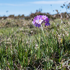 Image showing Closeup of a blossom bird\'s-eye primrose