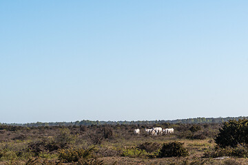 Image showing Herd with white cattle in a pastureland