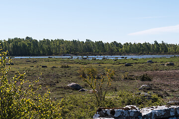 Image showing View over a wetland by a green forest in springtime