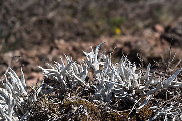 Image showing Growing Whiteworm Lichen closeup