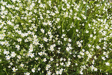 Image showing Blossom Starwort flowers closeup