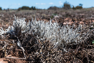 Image showing Whiteworm lichen closeup in a great barren landscape