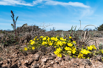 Image showing Group with blossom Hoary Rockroses