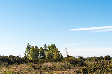 Image showing Birch tree grove in a plain grassland with junipers