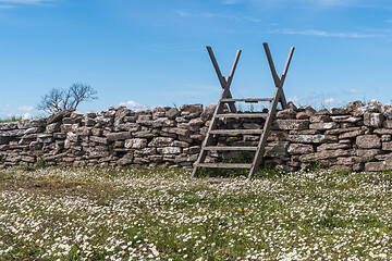 Image showing Blossom Bellis perennis by a dry stone wall with a wooden stile