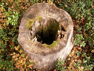 Image showing Stump