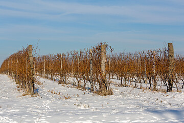 Image showing Winter Vineyard