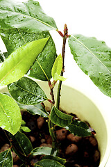 Image showing Bay Leaves Growing