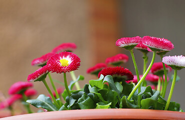 Image showing Magenta Marguerites in Pot
