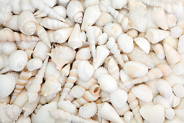 Image showing White Seashell Abstract Background