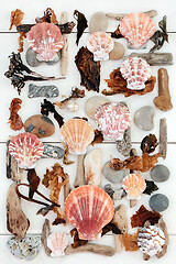 Image showing Driftwood Scallops and Seaweed Abstract