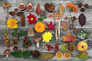 Image showing Nature Study in Autumn with Food Flora and Fauna