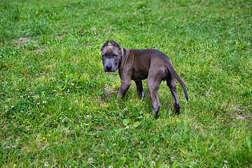 Image showing American Staffordshire Terrier in the park